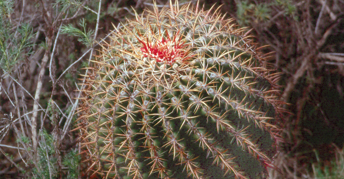 Barrel Cactus